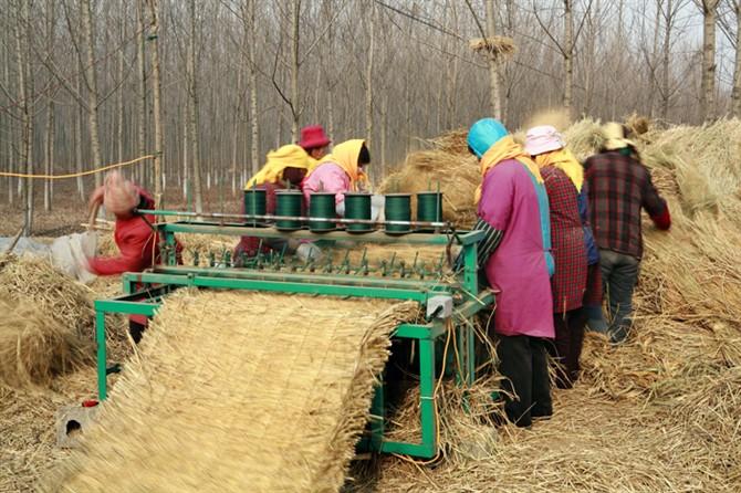 鱼台县姜庄生态谷物种植专业合作社 主营产品