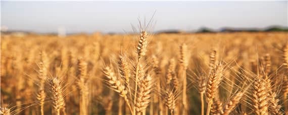 小麦粒怎么发芽