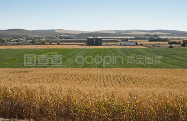 玉米种植园和加工厂工厂