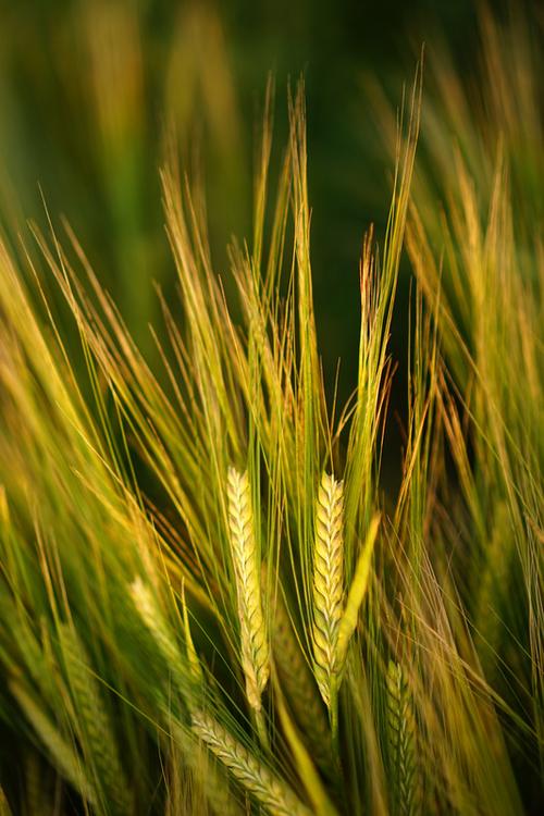 植物耳朵谷物作物禾本科植物耕种大麦薏米领域听觉图片