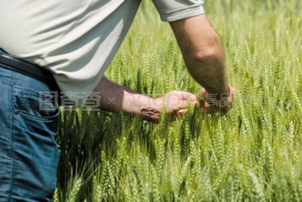 小麦作物保护和负责任的谷物种植